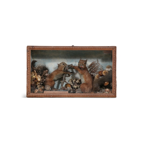 5 - A FRAMED TAXIDERMY GLAZED CASE OF TWO SQUIRRELS,  one squirrel feeding the other staged in naturalis... 