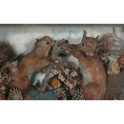 5 - A FRAMED TAXIDERMY GLAZED CASE OF TWO SQUIRRELS,  one squirrel feeding the other staged in naturalis... 