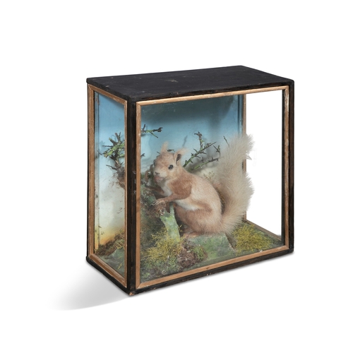 6 - A FRAMED TAXIDERMY GLAZED CASE OF A RED SQUIRREL, EARLY 20TH CENTURY,  staged in naturalistic settin... 