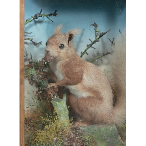 6 - A FRAMED TAXIDERMY GLAZED CASE OF A RED SQUIRREL, EARLY 20TH CENTURY,  staged in naturalistic settin... 