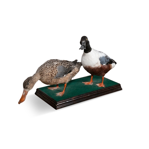 7 - A TAXIDERMY DISPLAY OF TWO DUCKS  on a felt and stained timber base. 32cm high, 65cm wide, 20cm deep