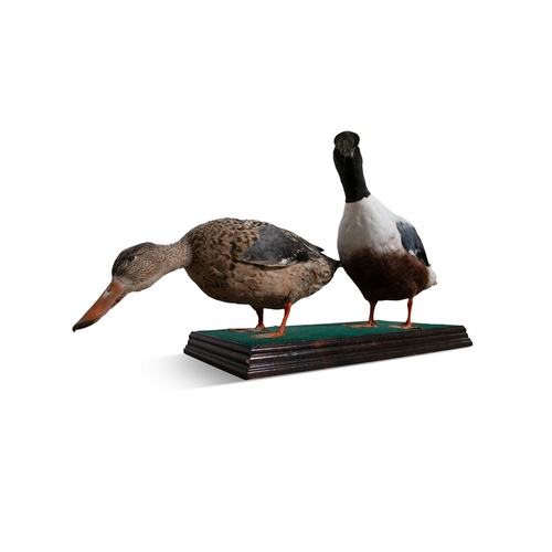 7 - A TAXIDERMY DISPLAY OF TWO DUCKS  on a felt and stained timber base. 32cm high, 65cm wide, 20cm deep