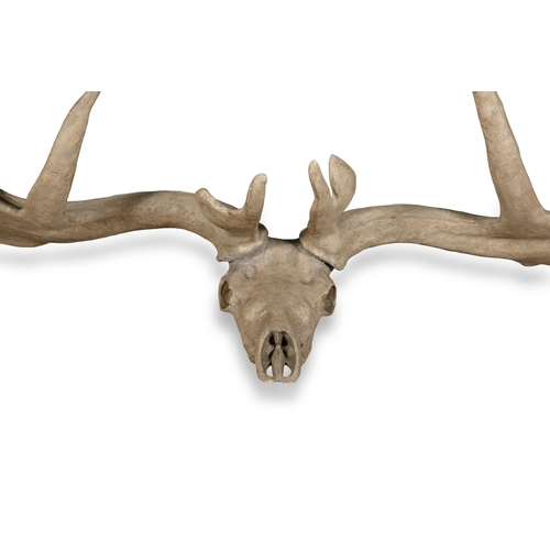 430 - A SET OF COMPOSITE GREAT IRISH DEER ANTLERS,   20th century, with skull, 315cm wide