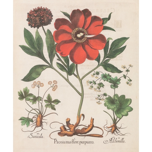 504 - - PLEASE NOTE THE DESCRIPTION SHOULD READ ‘AFTER BASILIUS BESLER AND THESE ARE HAND-COLOURED PRINTS*... 