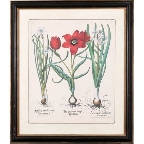 504 - - PLEASE NOTE THE DESCRIPTION SHOULD READ ‘AFTER BASILIUS BESLER AND THESE ARE HAND-COLOURED PRINTS*... 