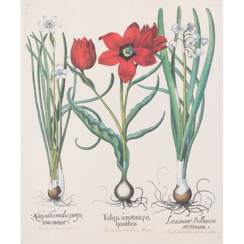 504 - - PLEASE NOTE THE DESCRIPTION SHOULD READ ‘AFTER BASILIUS BESLER AND THESE ARE HAND-COLOURED PRINTS*... 