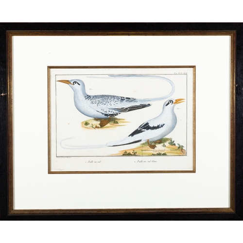 505 - A SET OF FIVE ORNITHOLOGICAL PRINTS BY FRANCOIS MARTINET,  Framed hand coloured engraving from Briss... 