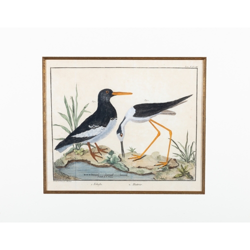 505 - A SET OF FIVE ORNITHOLOGICAL PRINTS BY FRANCOIS MARTINET,  Framed hand coloured engraving from Briss... 