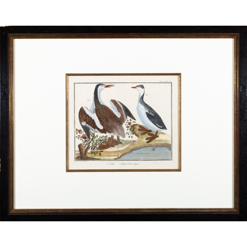 505 - A SET OF FIVE ORNITHOLOGICAL PRINTS BY FRANCOIS MARTINET,  Framed hand coloured engraving from Briss... 