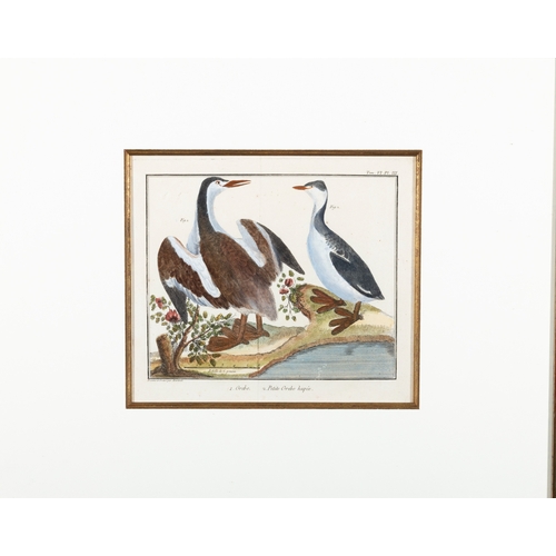 505 - A SET OF FIVE ORNITHOLOGICAL PRINTS BY FRANCOIS MARTINET,  Framed hand coloured engraving from Briss... 