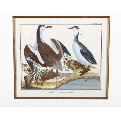 505 - A SET OF FIVE ORNITHOLOGICAL PRINTS BY FRANCOIS MARTINET,  Framed hand coloured engraving from Briss... 