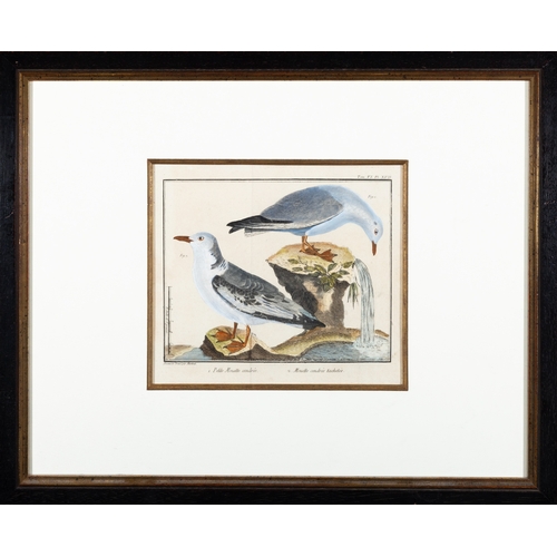 505 - A SET OF FIVE ORNITHOLOGICAL PRINTS BY FRANCOIS MARTINET,  Framed hand coloured engraving from Briss... 