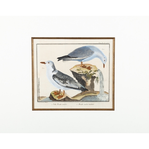 505 - A SET OF FIVE ORNITHOLOGICAL PRINTS BY FRANCOIS MARTINET,  Framed hand coloured engraving from Briss... 