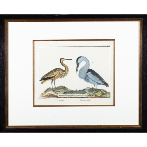 505 - A SET OF FIVE ORNITHOLOGICAL PRINTS BY FRANCOIS MARTINET,  Framed hand coloured engraving from Briss... 