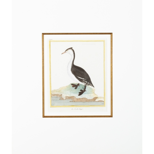 506 - TWO ORNITHOLOGICAL FRAMED PRINTS AFTER FRANCOIS NICOLAS MARTINET,  'Le Grebe Hupe' and 'Le Grand Plu... 