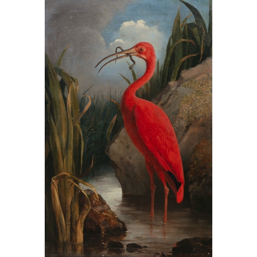 522 - CONTINENTAL SCHOOL 19TH CENTURY A Red Ibis Standing in a Leafy Stream Oil on canvas, 75 x 49cm