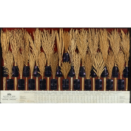 14 - A PAIR OF SUTTON & SONS FRAMED DISPLAYS OF GRASSES,   'Grasses Useless in Agriculture and Found in B... 