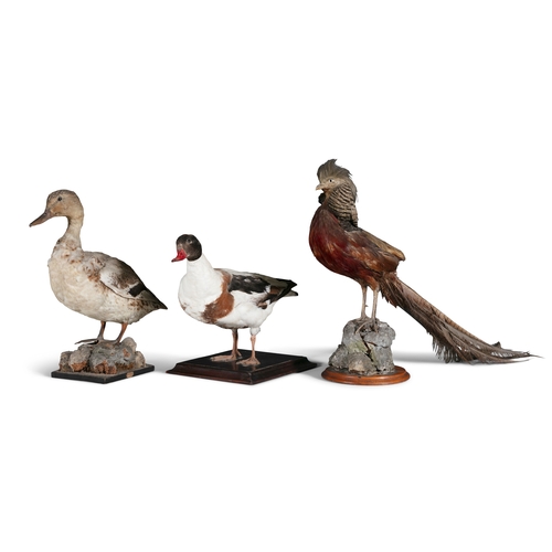 17 - A COLLECTION OF THREE TAXIDERMY BIRDS,   comprising of two ducks and a cockrel, the tallest being 48... 