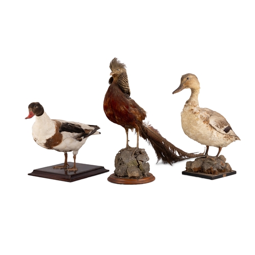 17 - A COLLECTION OF THREE TAXIDERMY BIRDS,   comprising of two ducks and a cockrel, the tallest being 48... 