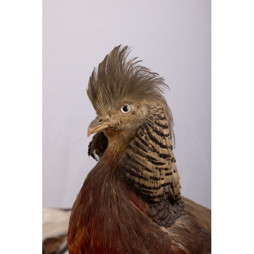 17 - A COLLECTION OF THREE TAXIDERMY BIRDS,   comprising of two ducks and a cockrel, the tallest being 48... 