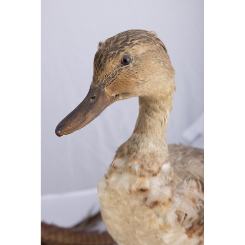 17 - A COLLECTION OF THREE TAXIDERMY BIRDS,   comprising of two ducks and a cockrel, the tallest being 48... 