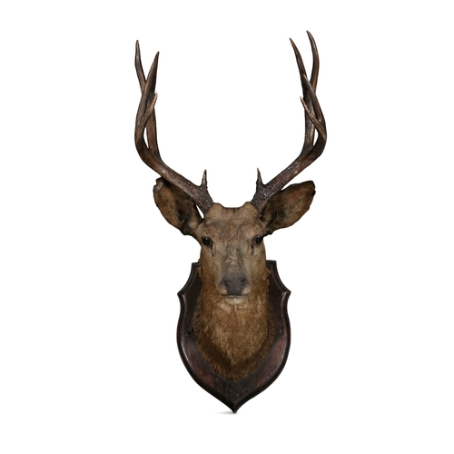 18 - A TAXIDERMY   STAGS TROPHY HEAD,  with ten point antlers, mounted on a timber shield. 99cm high