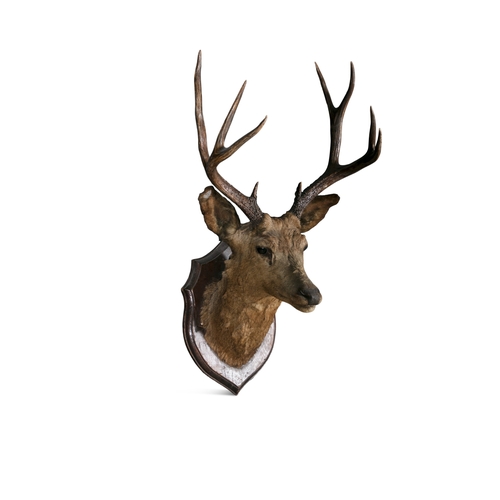 18 - A TAXIDERMY   STAGS TROPHY HEAD,  with ten point antlers, mounted on a timber shield. 99cm high