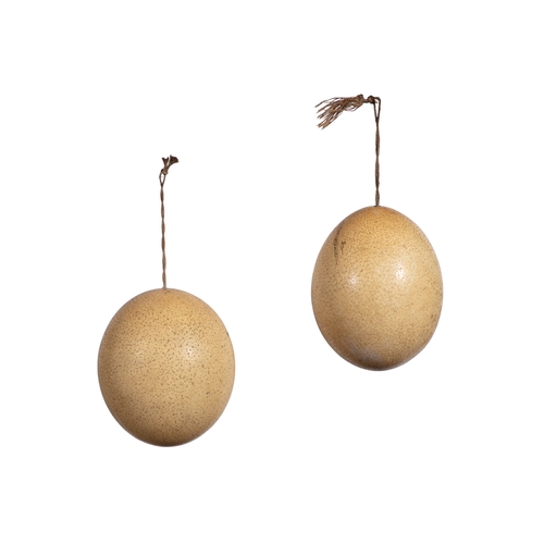 20 - TAXIDERMY  A PAIR OF LARGE OSTRICH EGGS 19TH CENTURY,  each pierced and fitted with suspension cords... 