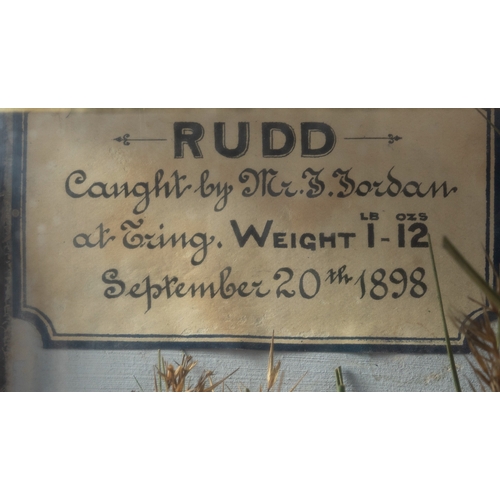 23 - TAXIDERMY  A RUDD  contained in a bowed display case and with label 'Caught by J. Jordan 1898, 1162o... 