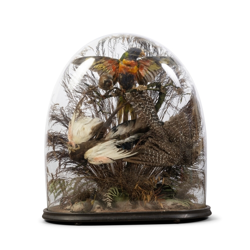 24 - TAXIDERMY   A DISPLAY OF FOUR BIRDS  contained within a domed case, one parrakeet with spread wings,... 