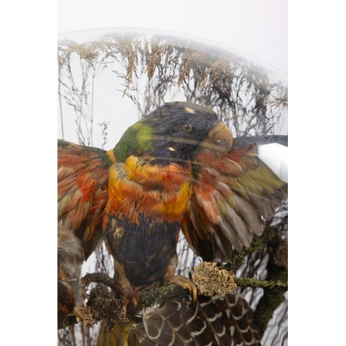 24 - TAXIDERMY   A DISPLAY OF FOUR BIRDS  contained within a domed case, one parrakeet with spread wings,... 