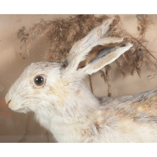 26 - TAXIDERMY    A HARE   contained within a display case in a winter white coat. 44cm high, 62cm wide, ... 