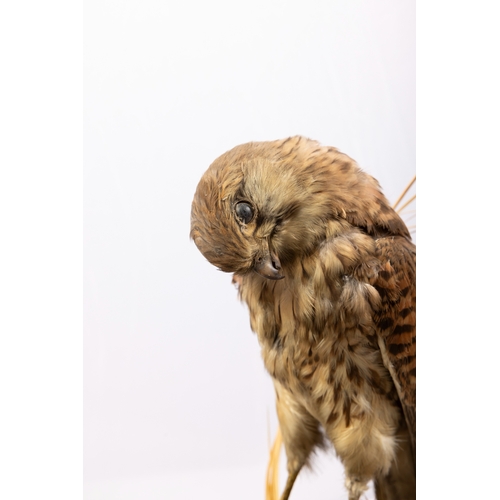 28 - TAXIDERMY   A HAWK   contained within glass dome, perched on a rock, with wooden base. 50cm high