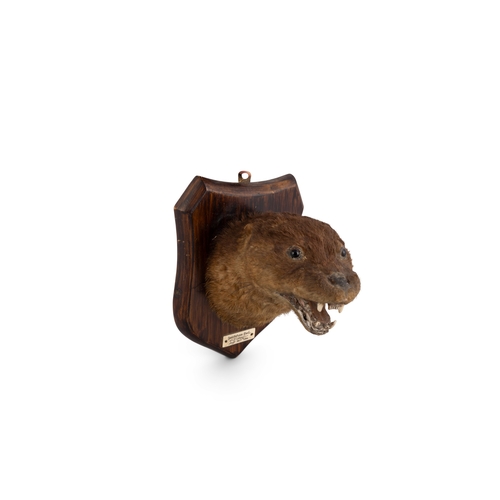 29 - TAXIDERMY  AN OTTER  the head mounted on a on timber shield with metal plaque inscribed ‘Davidstown ... 