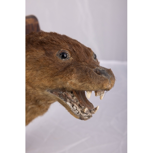 29 - TAXIDERMY  AN OTTER  the head mounted on a on timber shield with metal plaque inscribed ‘Davidstown ... 