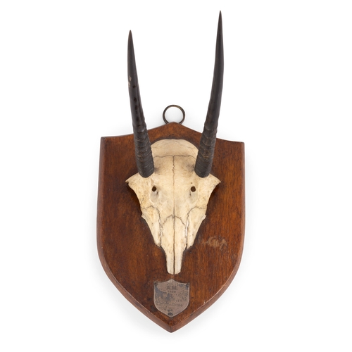 30 - TAXIDERMY   A SPRINGBOK SKULL   mounted on timber shield with metal plaque inscribed (1904), with la... 