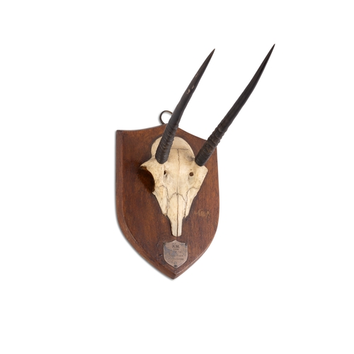 30 - TAXIDERMY   A SPRINGBOK SKULL   mounted on timber shield with metal plaque inscribed (1904), with la... 