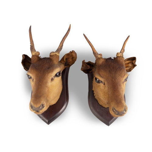 31 - TAXIDERMY   A PAIR OF AFRICAN DEER HEADS   mounted on timber shields, with label 'Williams Natural H... 