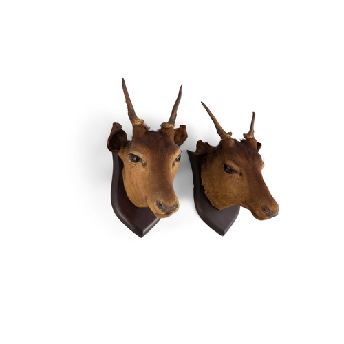 31 - TAXIDERMY   A PAIR OF AFRICAN DEER HEADS   mounted on timber shields, with label 'Williams Natural H... 