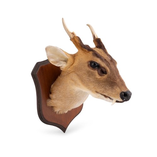 32 - TAXIDERMY  AN IBEX  the trophy mounted on a timber shield. 27cm high, 20cm wide, 30cm deep