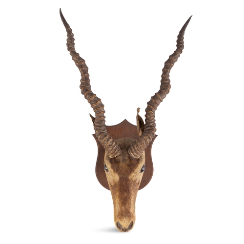 33 - TAXIDERMY  A black buck trophy head, mounted on a timber shield. 70cm high, 45cm wide, 25cm deep