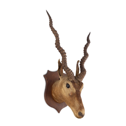 33 - TAXIDERMY  A black buck trophy head, mounted on a timber shield. 70cm high, 45cm wide, 25cm deep