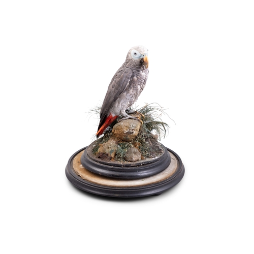 267 - TAXIDERMY   A grey parrot perched on a rock on a naturalistic base, with glass dome. Dome on stand 4... 