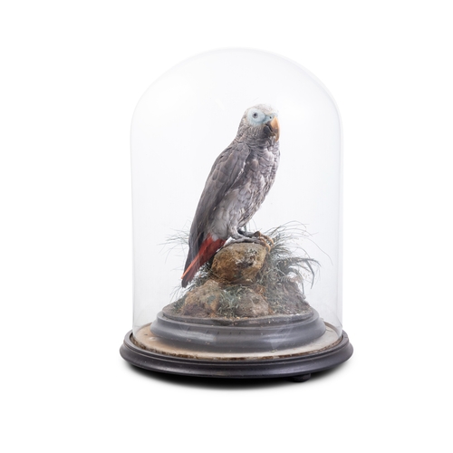 267 - TAXIDERMY   A grey parrot perched on a rock on a naturalistic base, with glass dome. Dome on stand 4... 