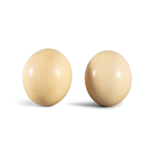 438 - TWO LARGE OSTRICH EGGS, 19TH CENTURY,  15cm high and 14.5cm high