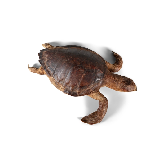 45 - A TAXIDERMY LOGGERHEAD SEA TURTLE LATE 19TH/EARLY 20TH CENTURY  preserved in swimming pose, stitched... 