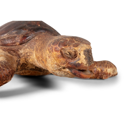 45 - A TAXIDERMY LOGGERHEAD SEA TURTLE LATE 19TH/EARLY 20TH CENTURY  preserved in swimming pose, stitched... 