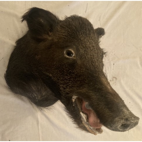 56 - Taxidermy boar's head. Shoulder to nose 58cm.