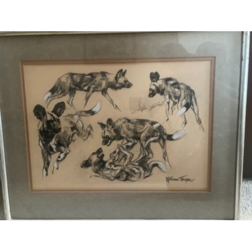 6 - A William Timyn picture titled 'Hunting dogs (study sheet)' 44cm x 32cm inside mount.