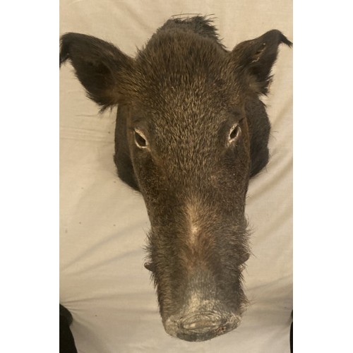 56 - Taxidermy boar's head. Shoulder to nose 58cm.